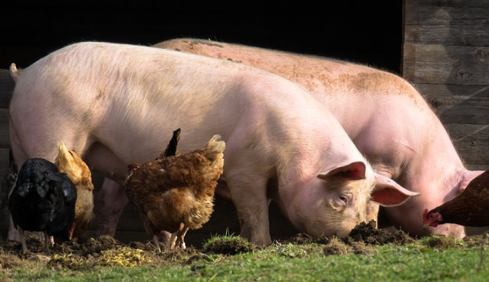 Asaja-Huelva solicita la inclusin del ganado porcino, equino y aviar en la ayuda excepcional por la sequa 